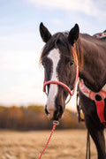Custom Lariat Mule Tape Halter With Hardware