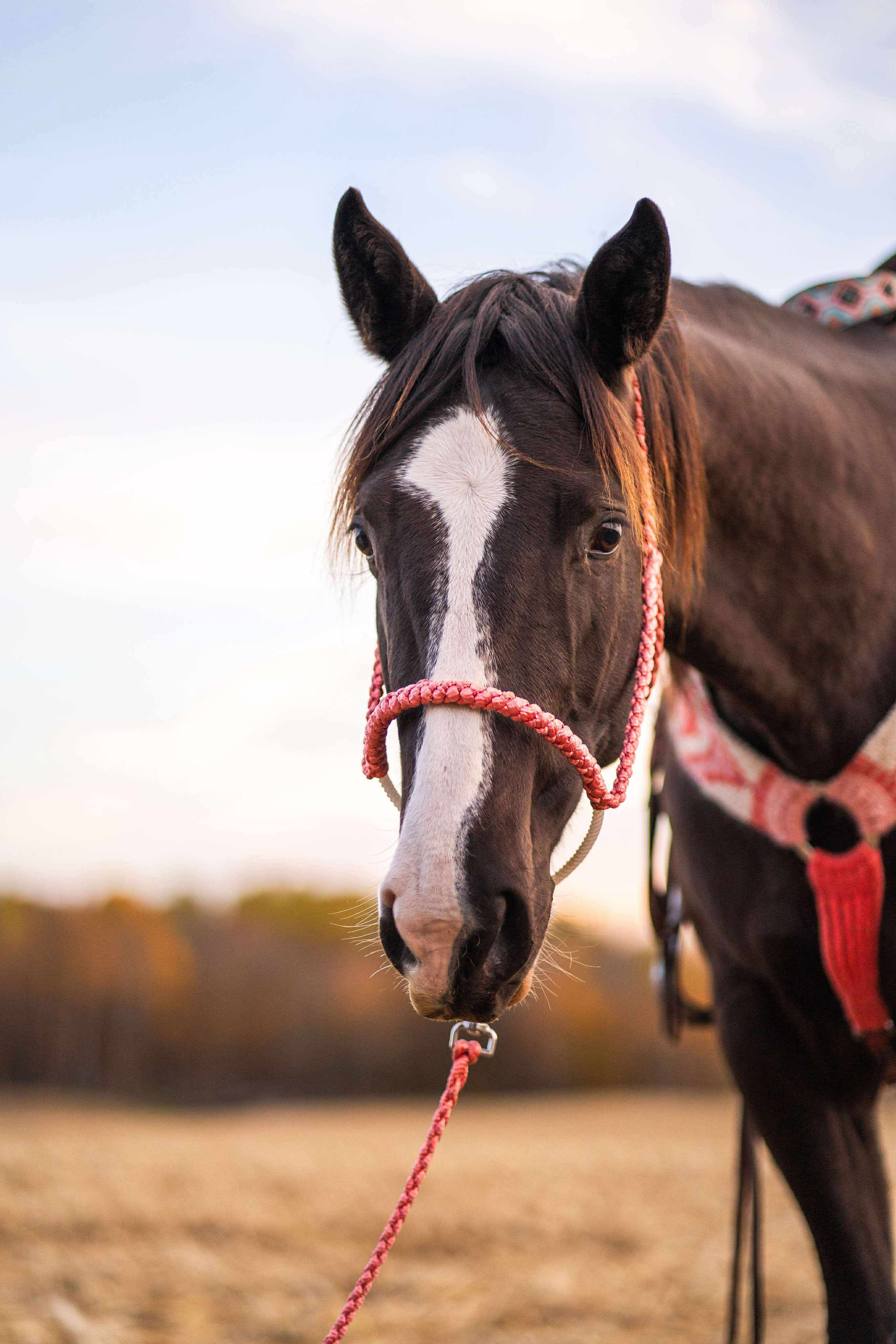 Custom Lariat Mule Tape Halter With Hardware