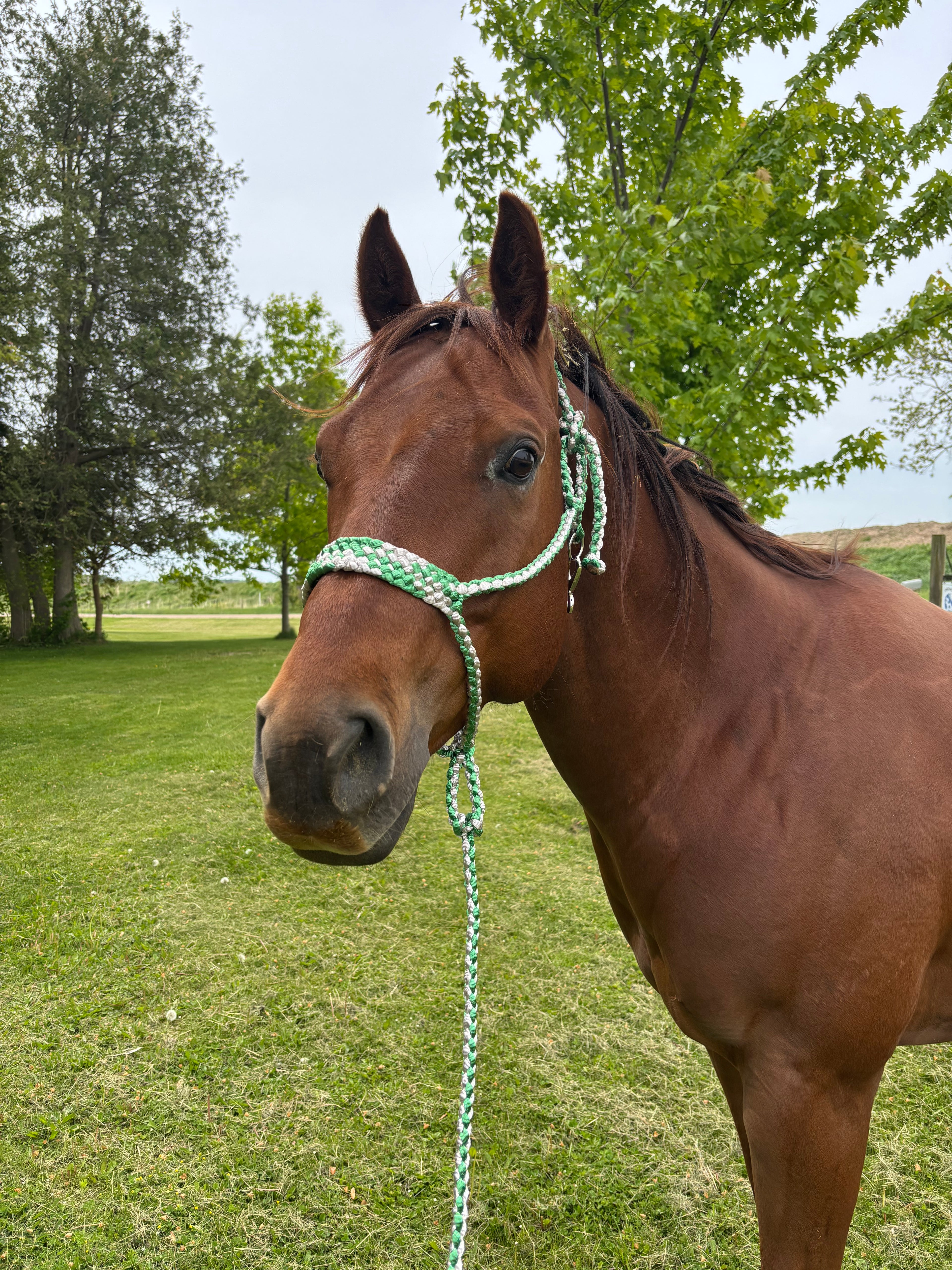 Custom Flat Braid Mule Tape Halter With Hardware