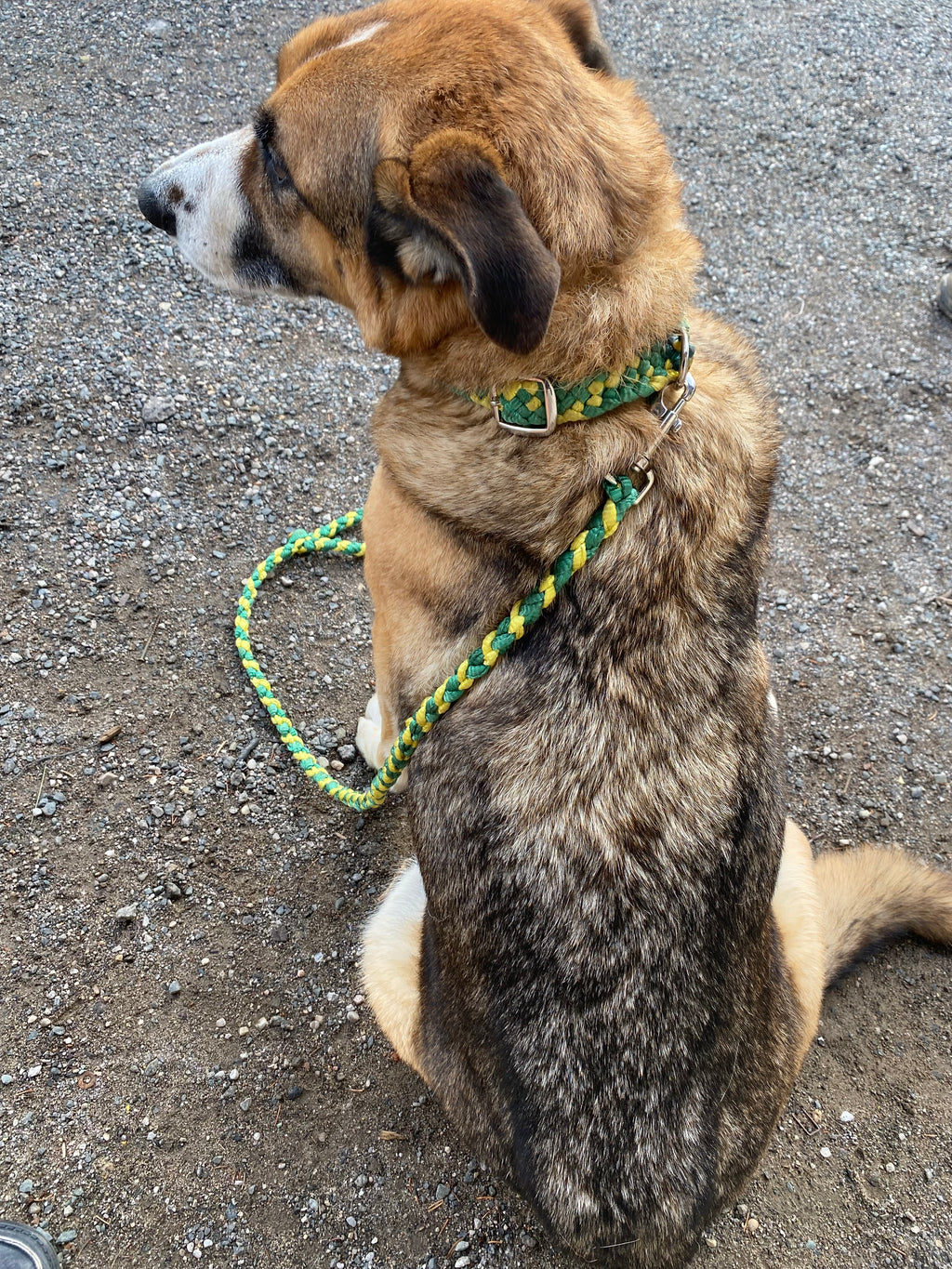 Custom Dog Collar and Leash
