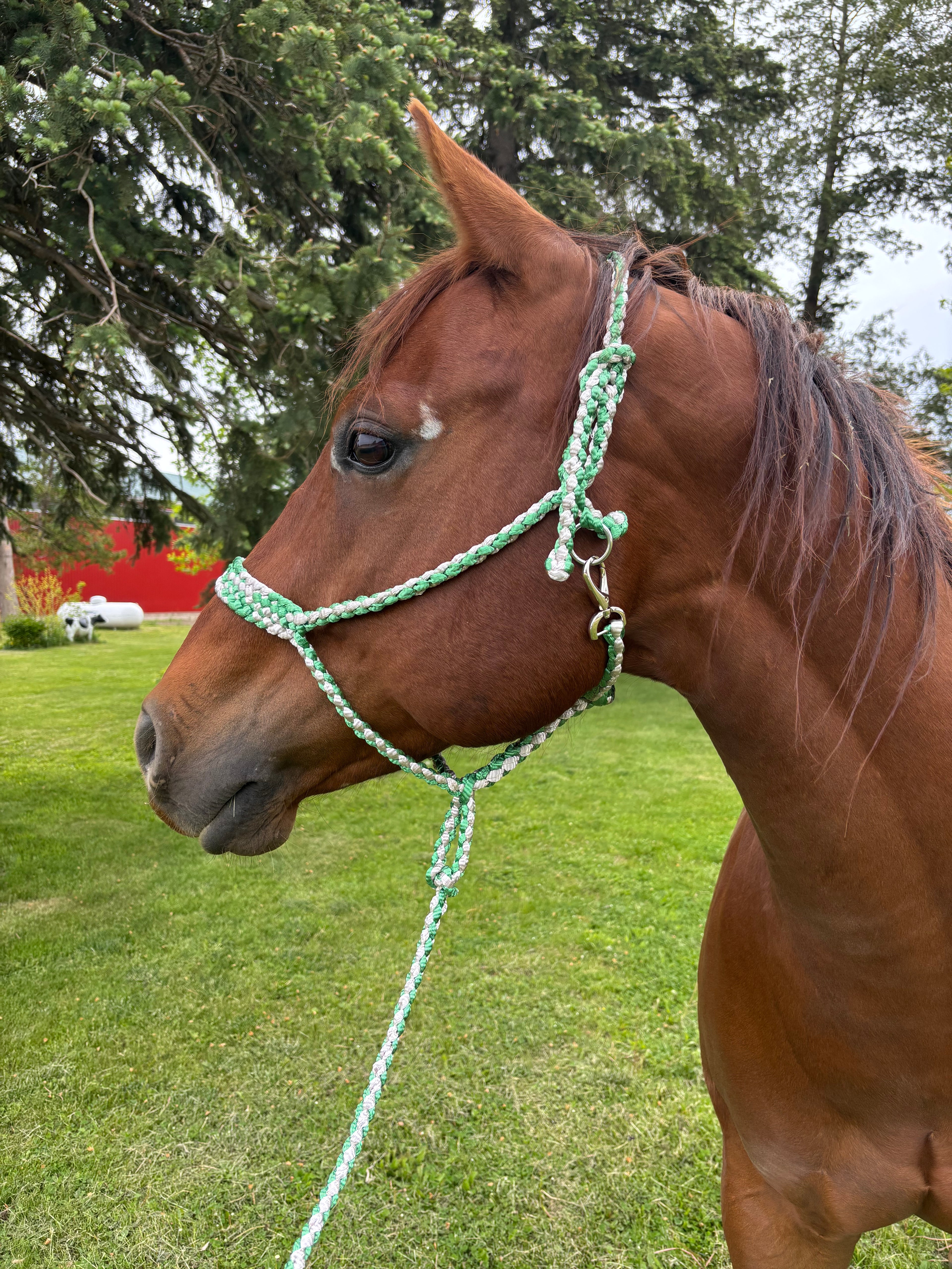 Custom Flat Braid Mule Tape Halter With Hardware