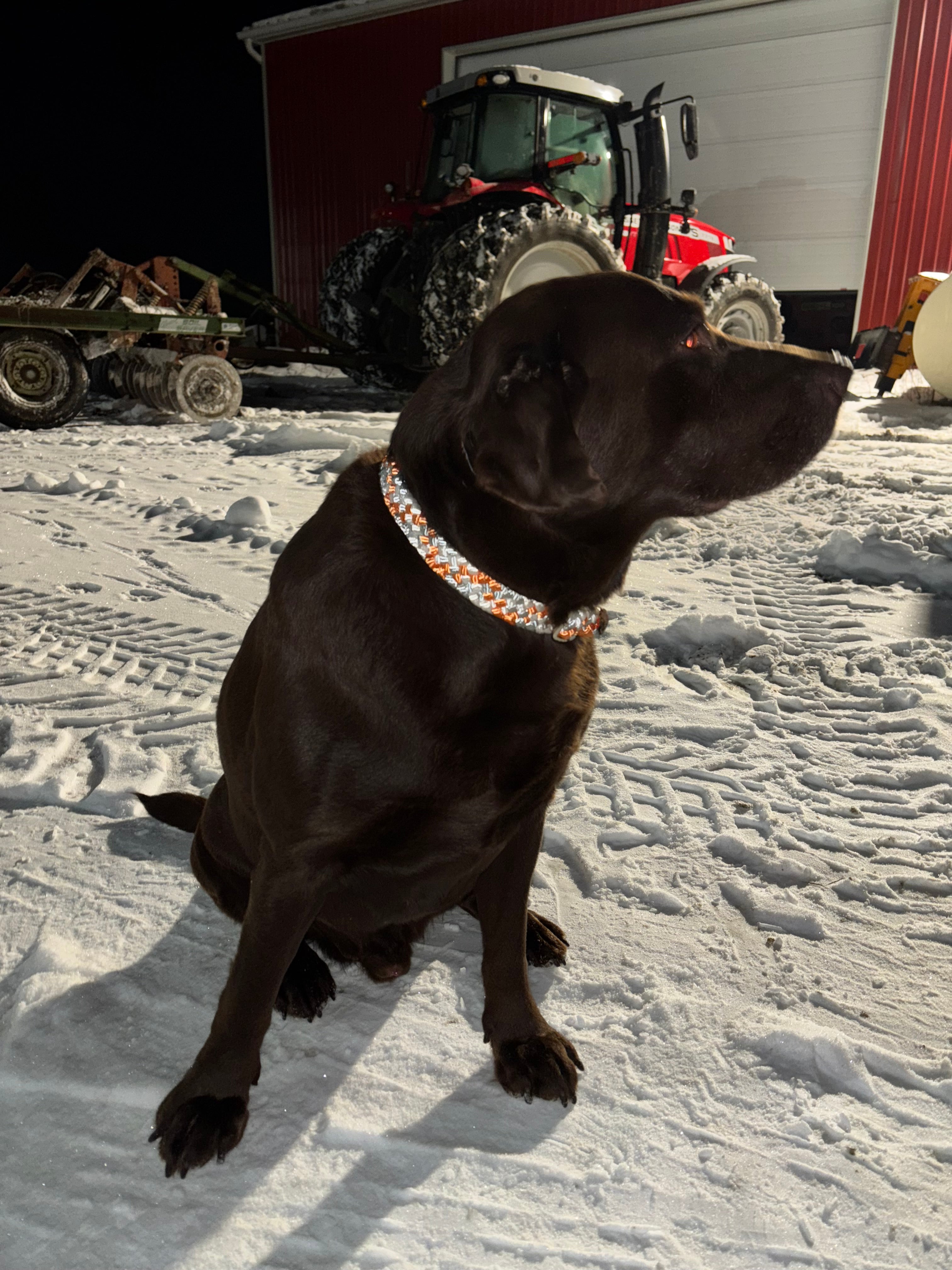 Custom Dog Collar and Leash
