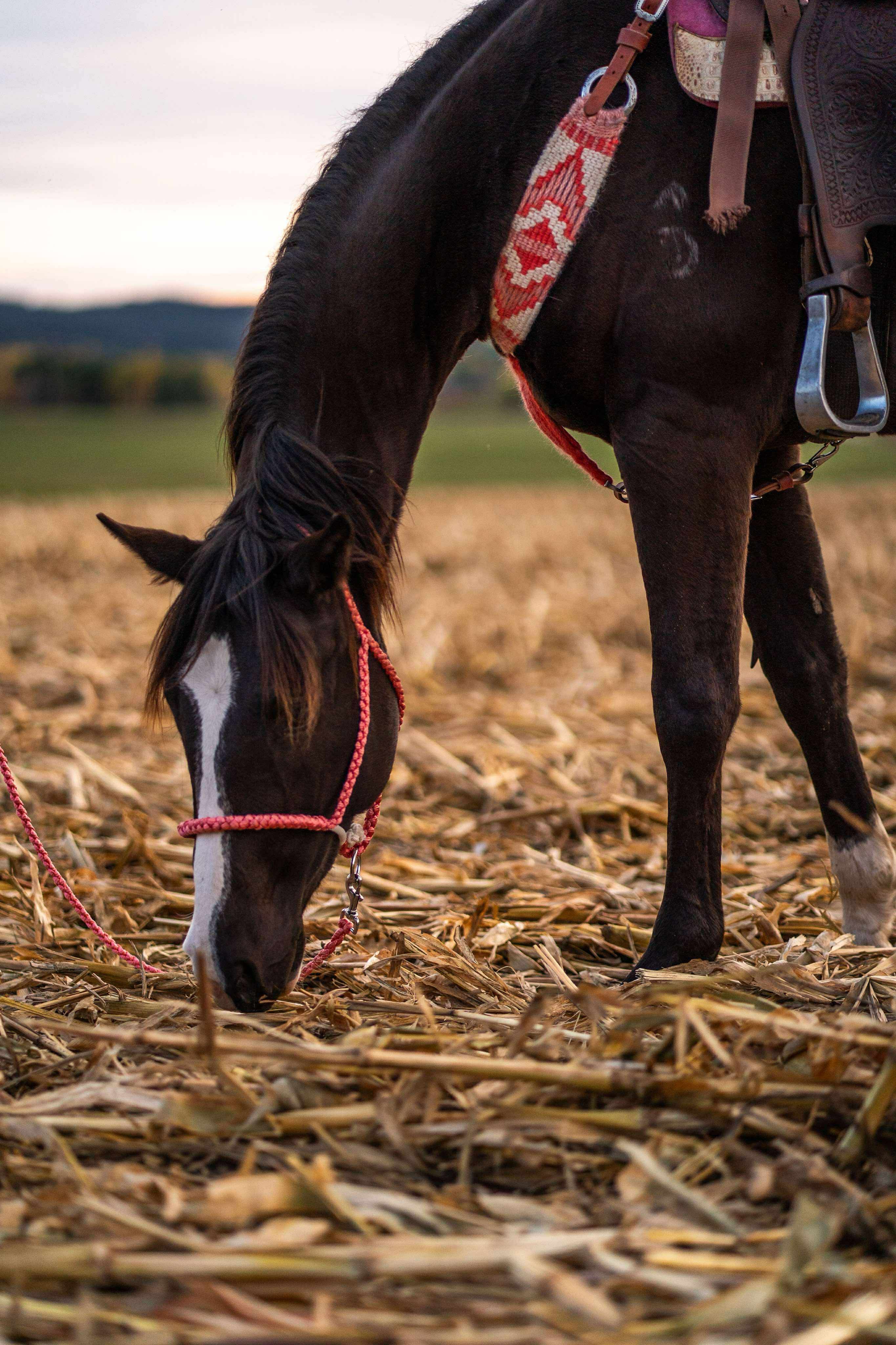 Custom Lariat Mule Tape Halter With Hardware