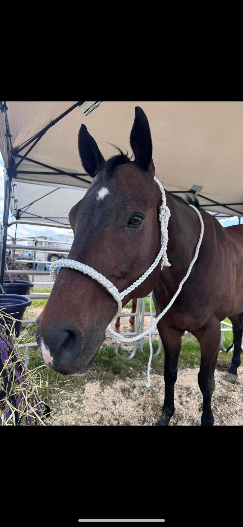 Custom Lariat Mule Tape Halter Without Hardware