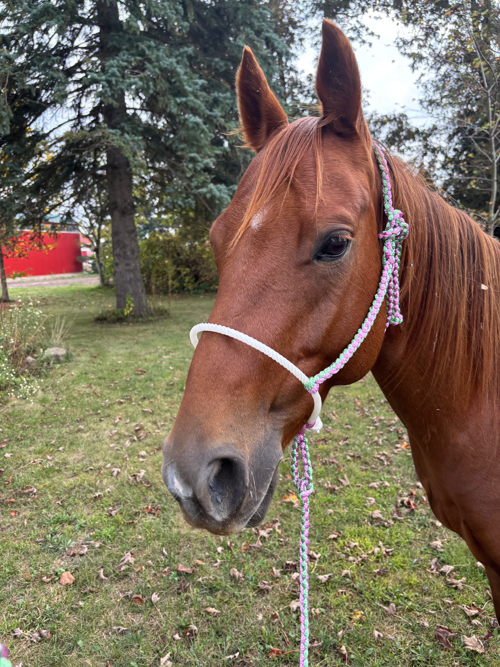 Custom Lariat Mule Tape Halter (No Noseband or Hareware)